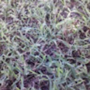 Meet your Posher, Adrian